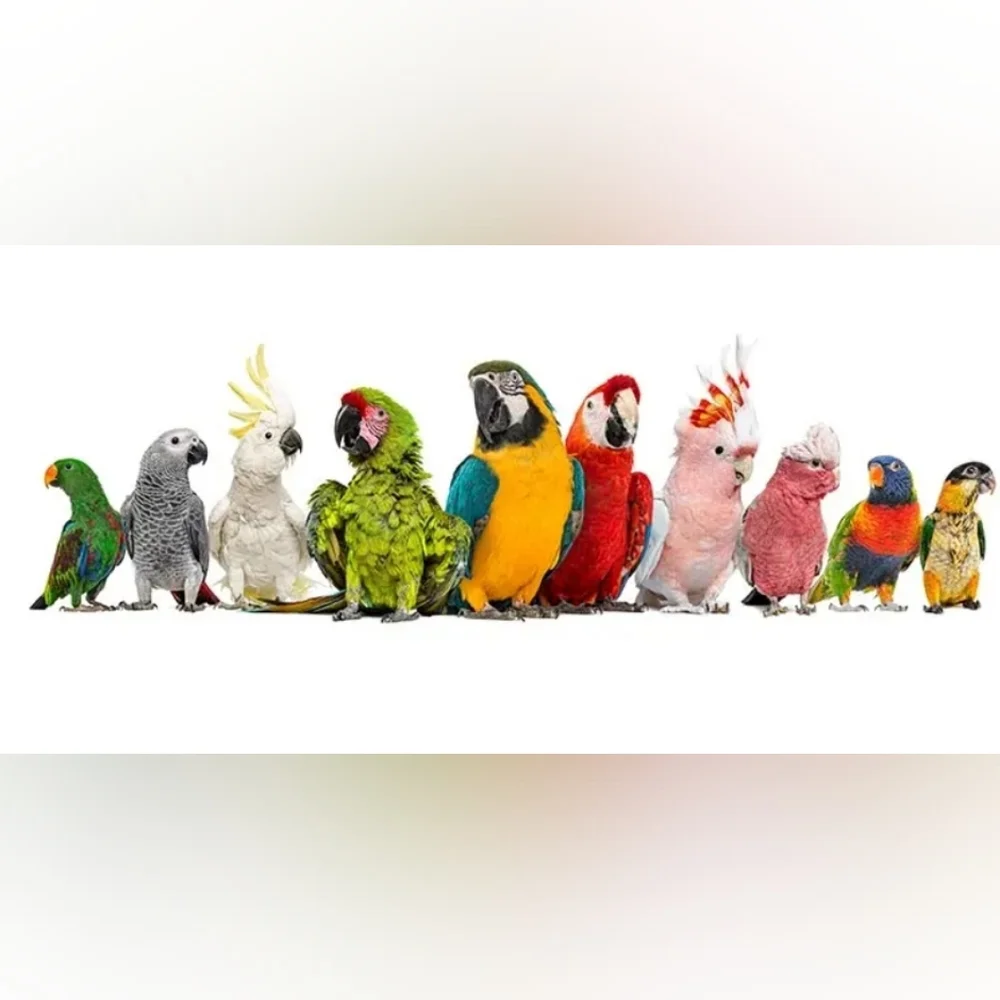 Bird Toys 100pk Foraging Card Crumbles Foot Talon DIY Parrot Cage Entertainment